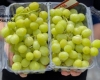 Hộp nhựa pet bảo quản trái cây, rau củ hiệu quả 