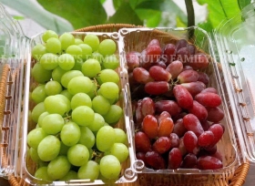 Ưu điểm vượt trội của hộp nhựa trái cây 1kg nhà RVC